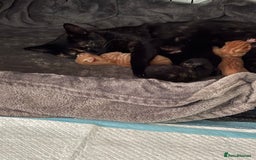 British Shorthair cats for sale: Kittens for sale - Image 7