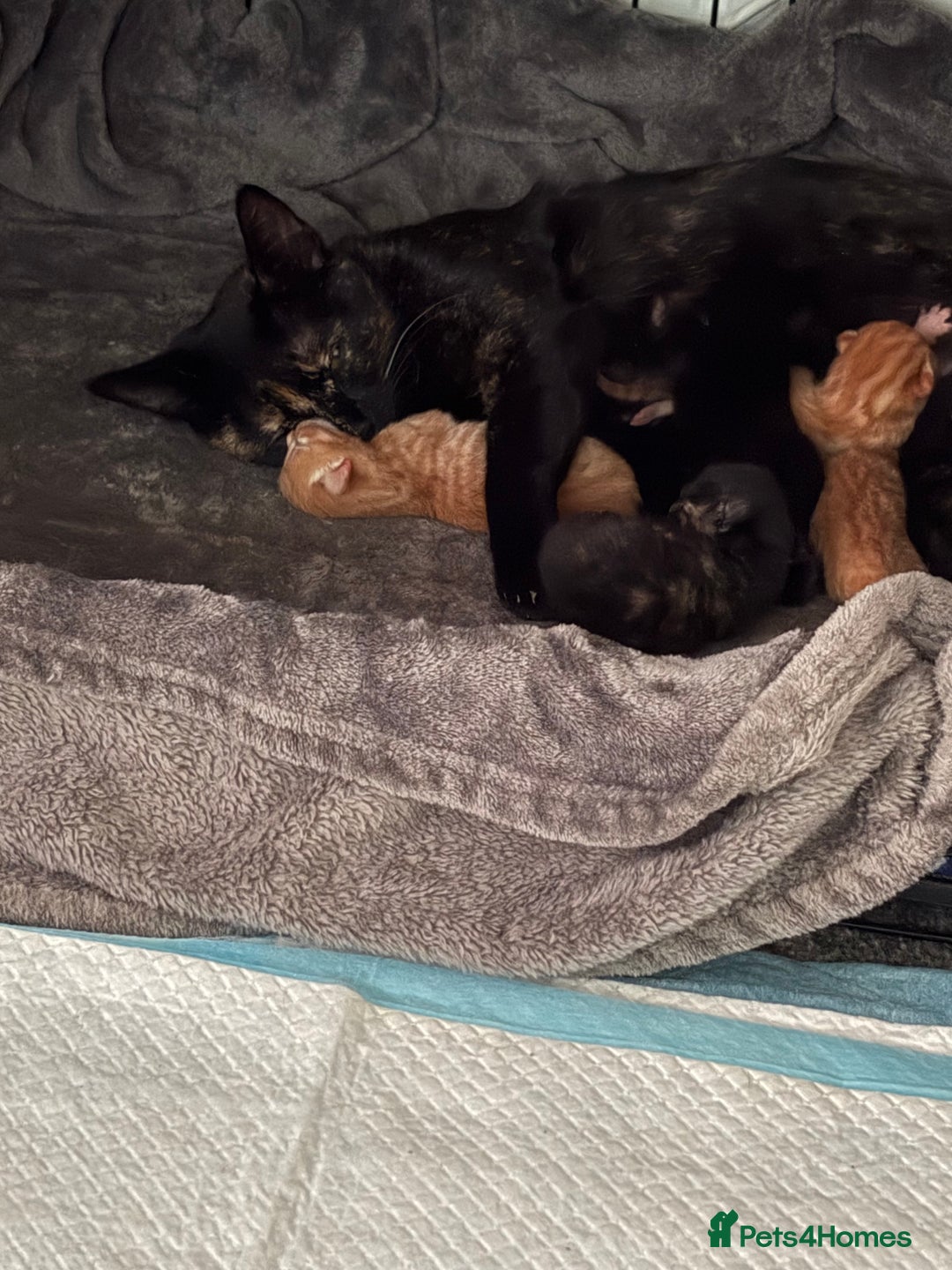 British Shorthair cats for sale: Kittens for sale - Image 7