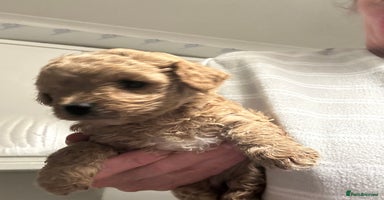 Cavapoo dogs - Advert 13