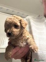 Cavapoo dogs - Advert 16