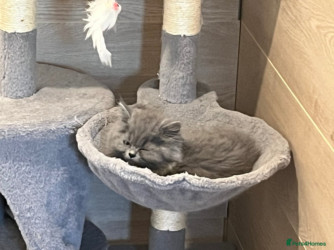 British Shorthair cats for sale: British shorthair x Persian  - Image 12