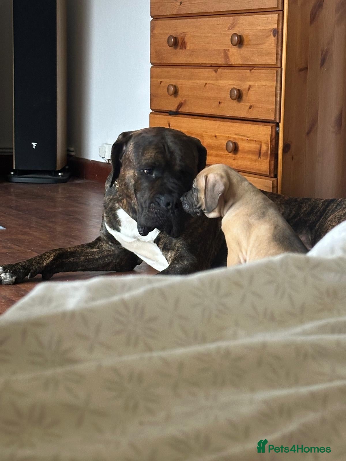 Mixed Breed dogs Last Loving BOY - Advert 4