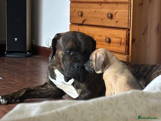 Mixed Breed dogs Last Loving BOY - Advert 4