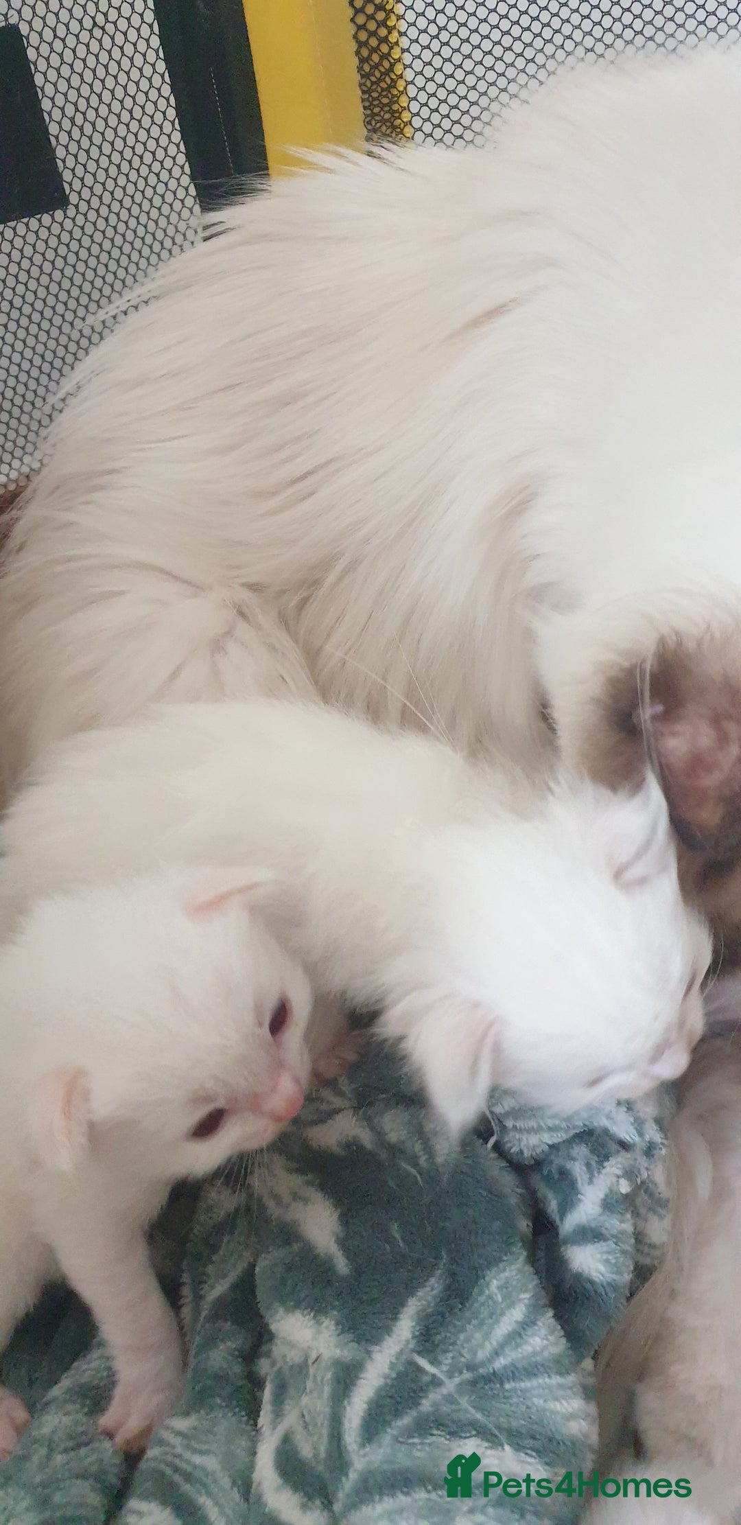 Ragdoll cats for sale: GCCF Chocolate Point with White Bi-color Kittens - Image 22