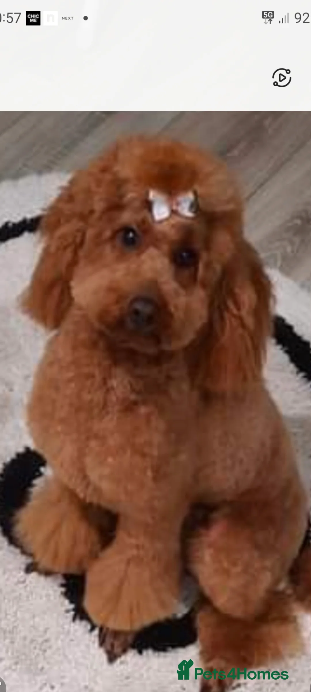 Toy Poodle dogs for sale: Red toy poodles in Kidderminster - Advert 3