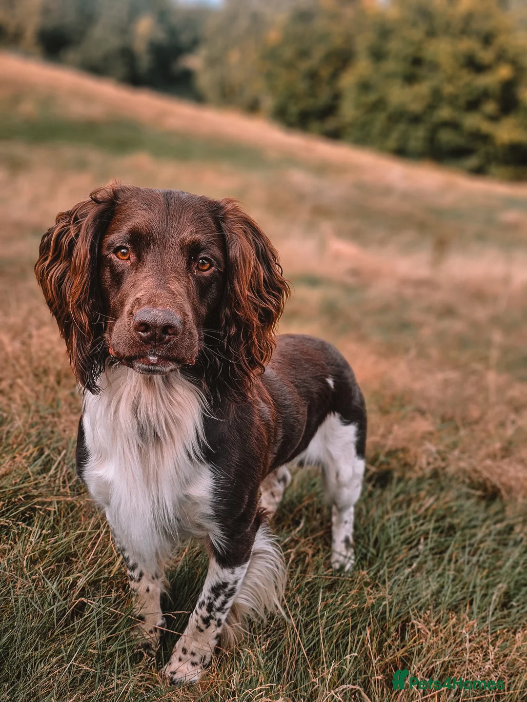 English Springer Spaniel dogs for stud: English Springer Spaniel Stud in Derby - Advert 7
