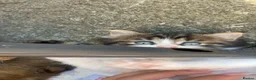Mixed Breed cats for sale: Kittens  in Northampton - Advert 4