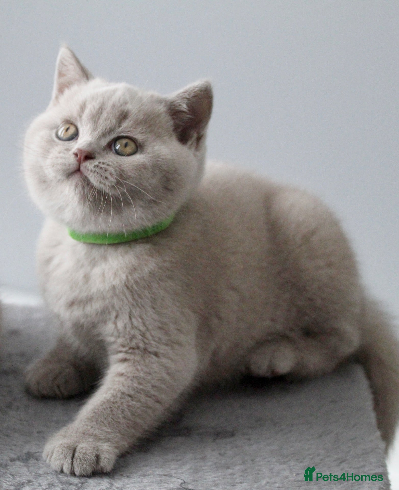 British Shorthair cats GCCF British Shorthair Kittens  - Advert 2