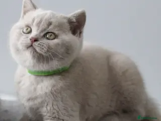 British Shorthair cats GCCF British Shorthair Kittens - Advert 3