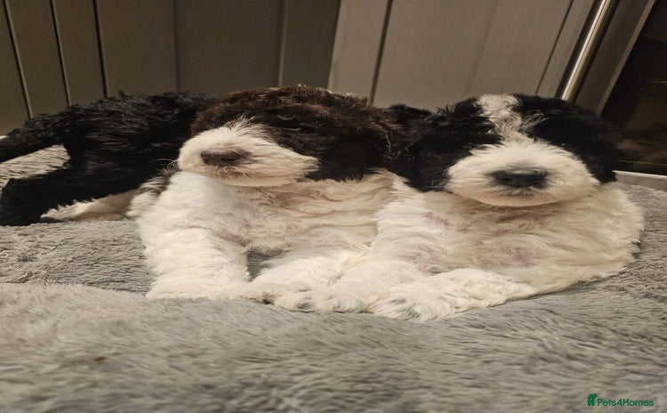 Labradoodle dogs Curly Coated Hypo-Allergenic Labradoodle Puppies   - Advert 1