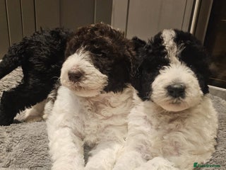 Labradoodle dogs Curly Coated Hypo-Allergenic Labradoodle Puppies - Advert 13