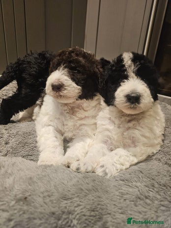 Labradoodle dogs Curly Coated Hypo-Allergenic Labradoodle Puppies - Advert 1