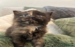 Mixed Breed cats for sale: Extra fluffy kittens - Image 8