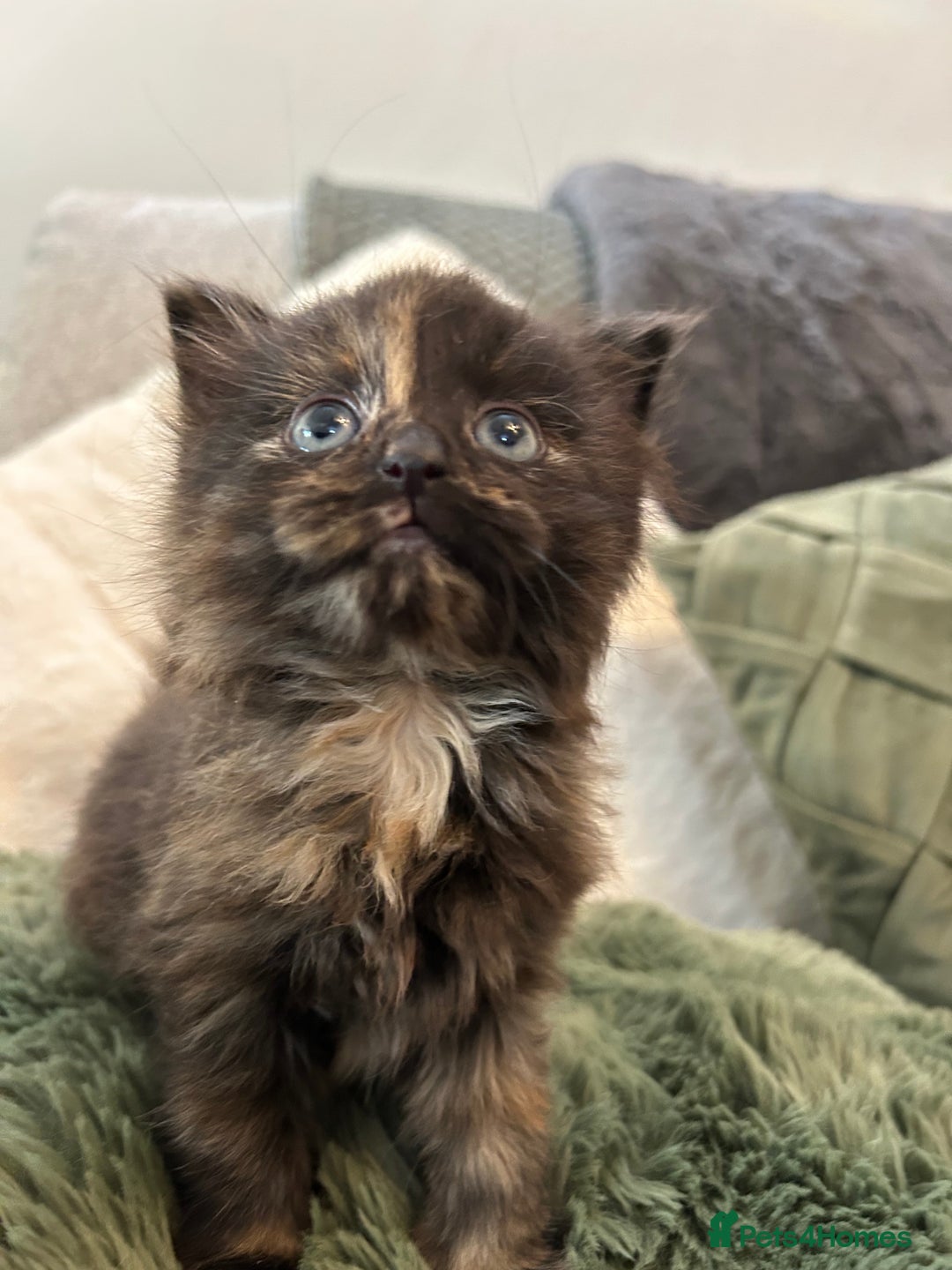 Mixed Breed cats for sale: Extra fluffy kittens - Image 8