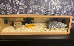 Bearded Dragon reptiles for sale: Bearded dragon and candy cane corn snake  - Image 7