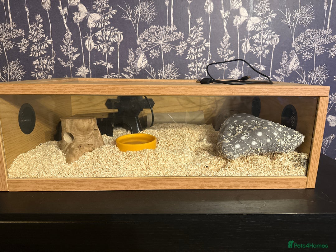 Bearded Dragon reptiles for sale: Bearded dragon and candy cane corn snake  - Image 7