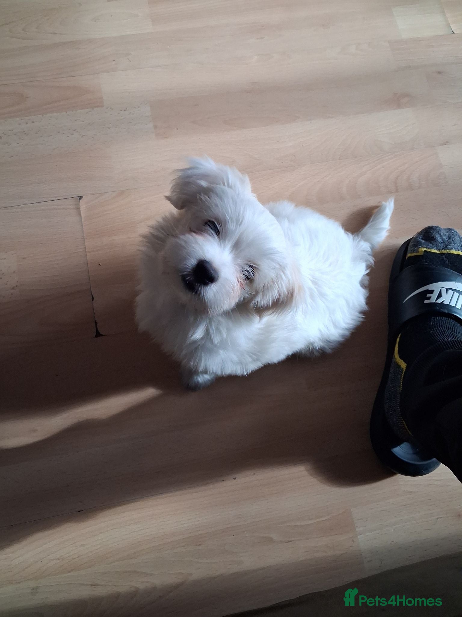 Bichon Frise dogs 2 Puppy Bichon Frise - Advert 2