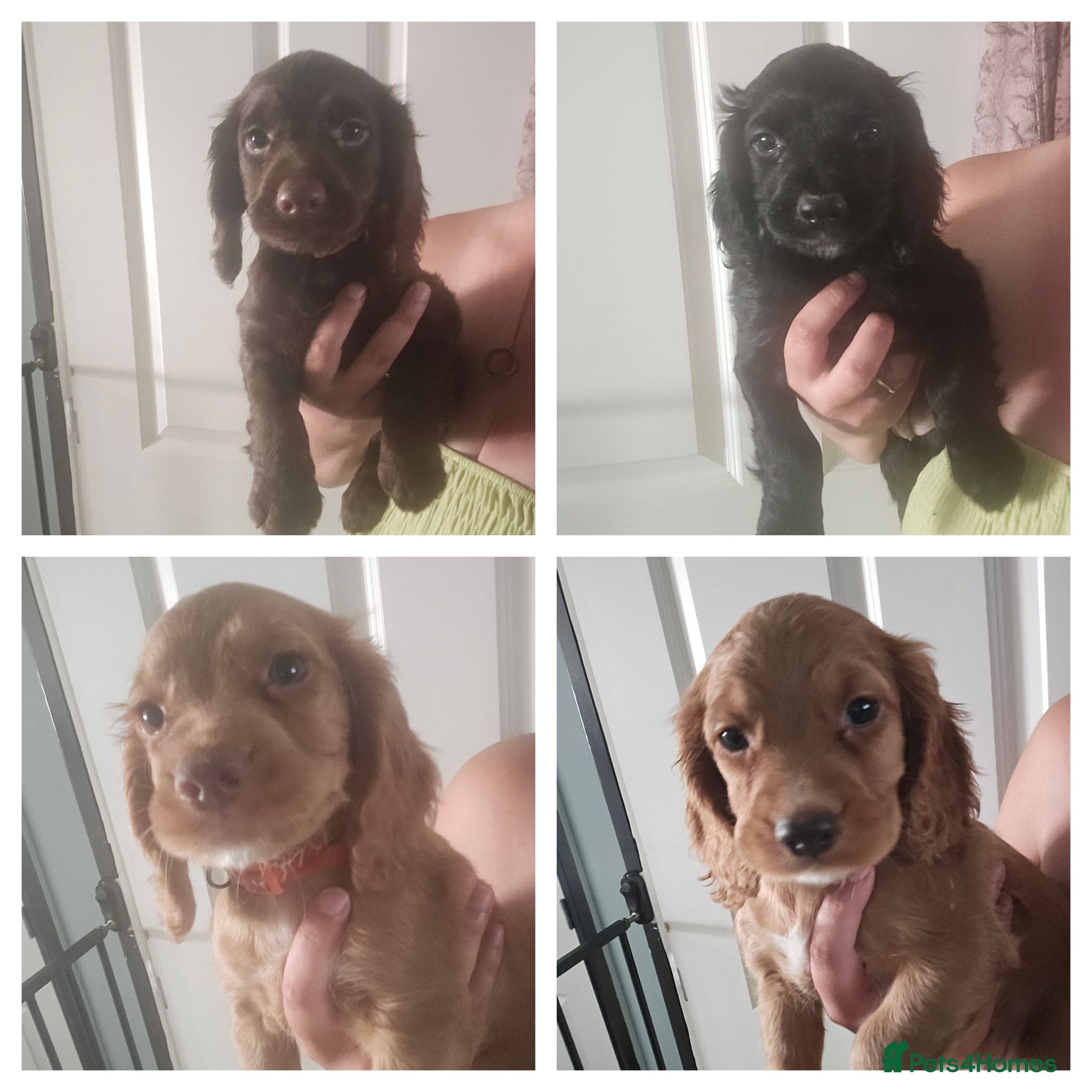Cocker Spaniel dogs Working Cocker spaniel pups - Advert 1