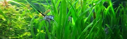 Angelfish fish for sale: Stunning stripes Angel Fish - Advert 2