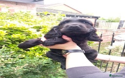 Cocker Spaniel dogs for sale: KC Registered Show type Cocker Spaniels  - Image 20