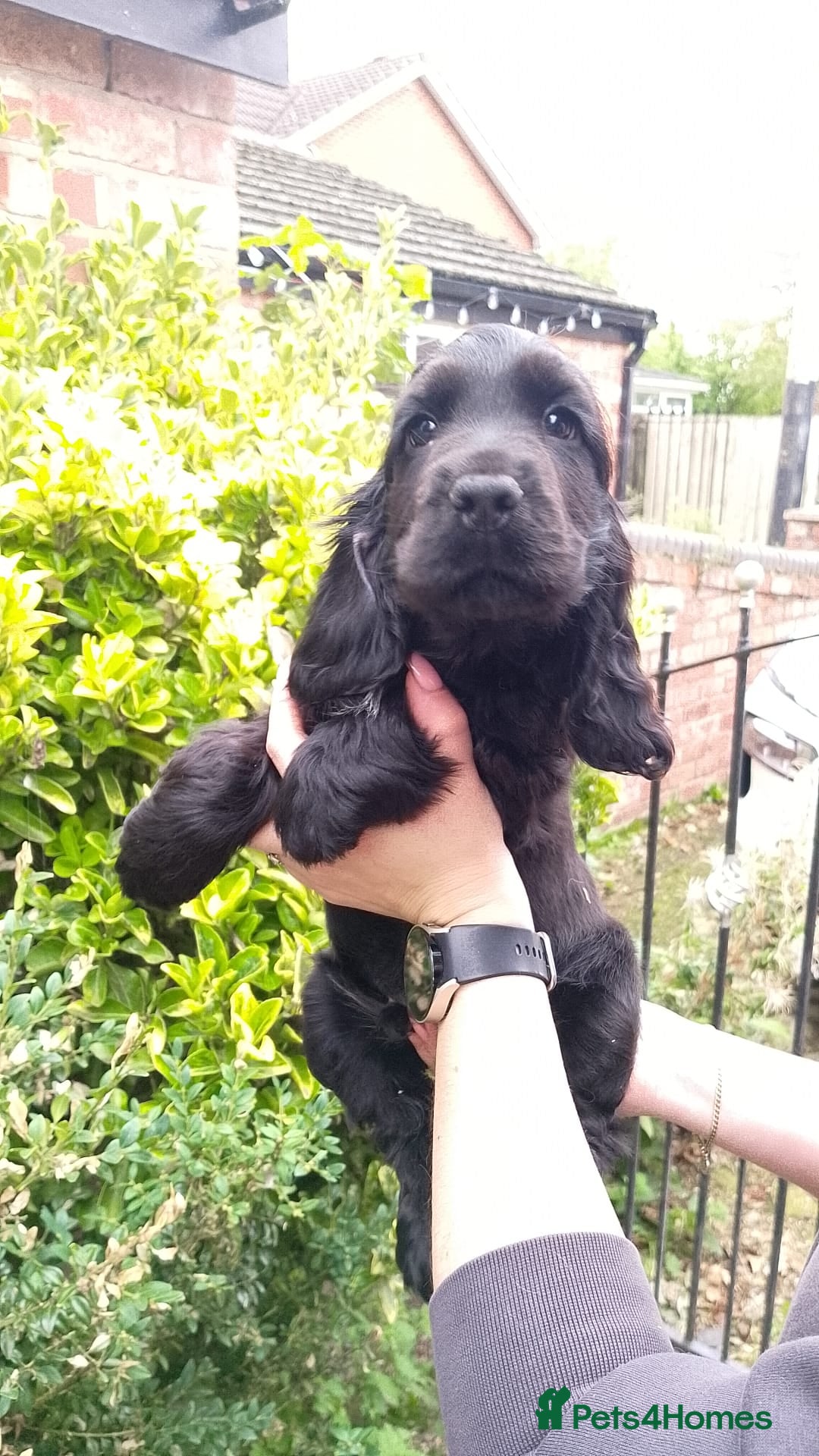 Cocker Spaniel dogs for sale: KC Registered Show type Cocker Spaniels  - Image 20