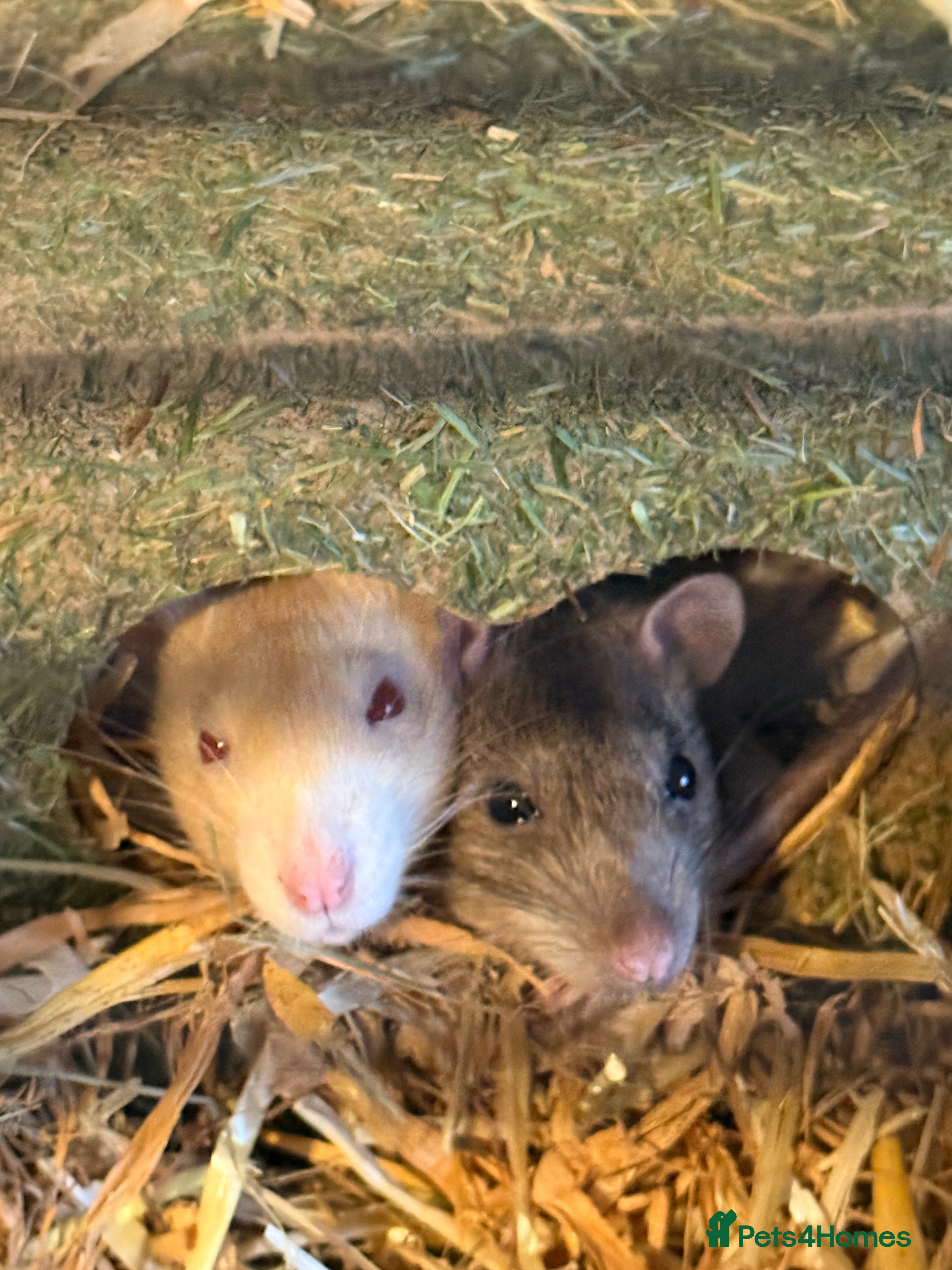 Rat rodents 2 male rats - Advert 10