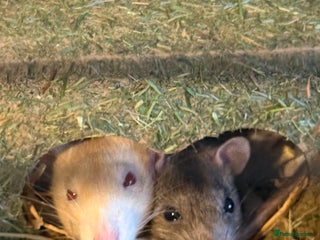 Rat rodents 2 male rats - Advert 2