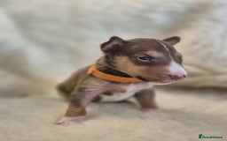 Miniature Bull terrier dogs for sale: 🐾 Exclusive Miniature Bull Terrier Puppies🐾  - Image 24