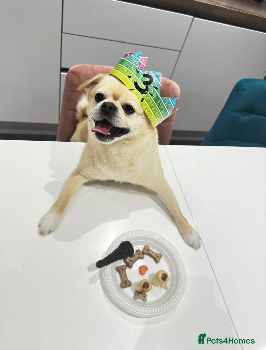 Mixed Breed dogs for sale: Beautiful Loving 3yo PomPug Girl - Advert 1