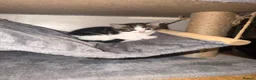 Mixed Breed cats for sale: 3 kittens half ragdoll, half domestic short hair  in Telford - Advert 5