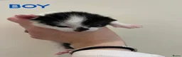 Mixed Breed cats for sale: 3 Beautiful kittens ready in 5 weeks in Malvern - Advert 4
