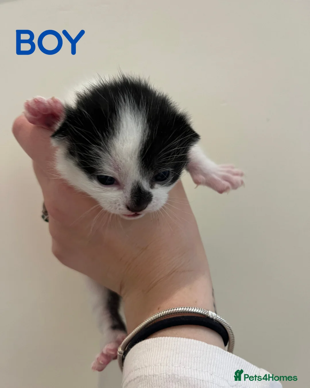 Mixed Breed cats for sale: 3 Beautiful kittens ready in 5 weeks in Malvern - Advert 4