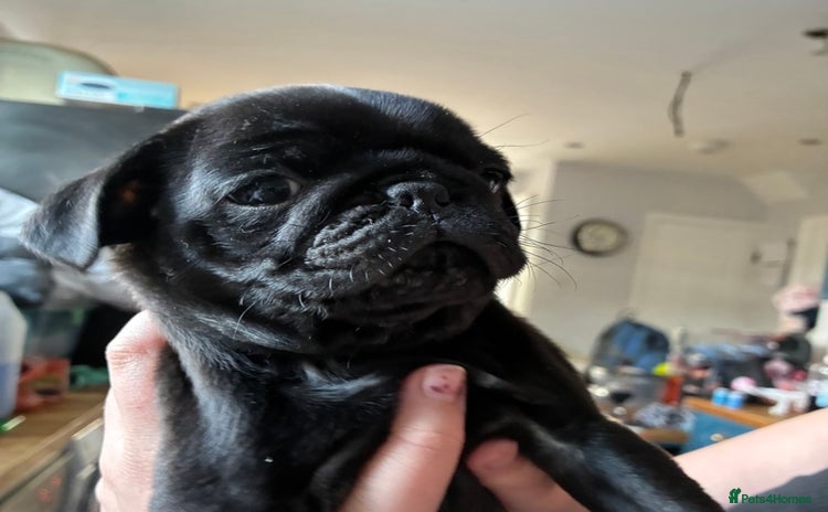Pug dogs - Advert 1