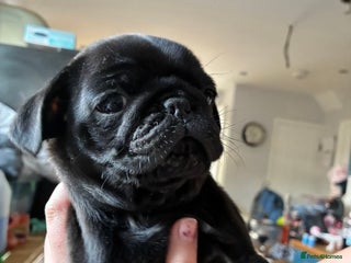 Pug dogs - Advert 15