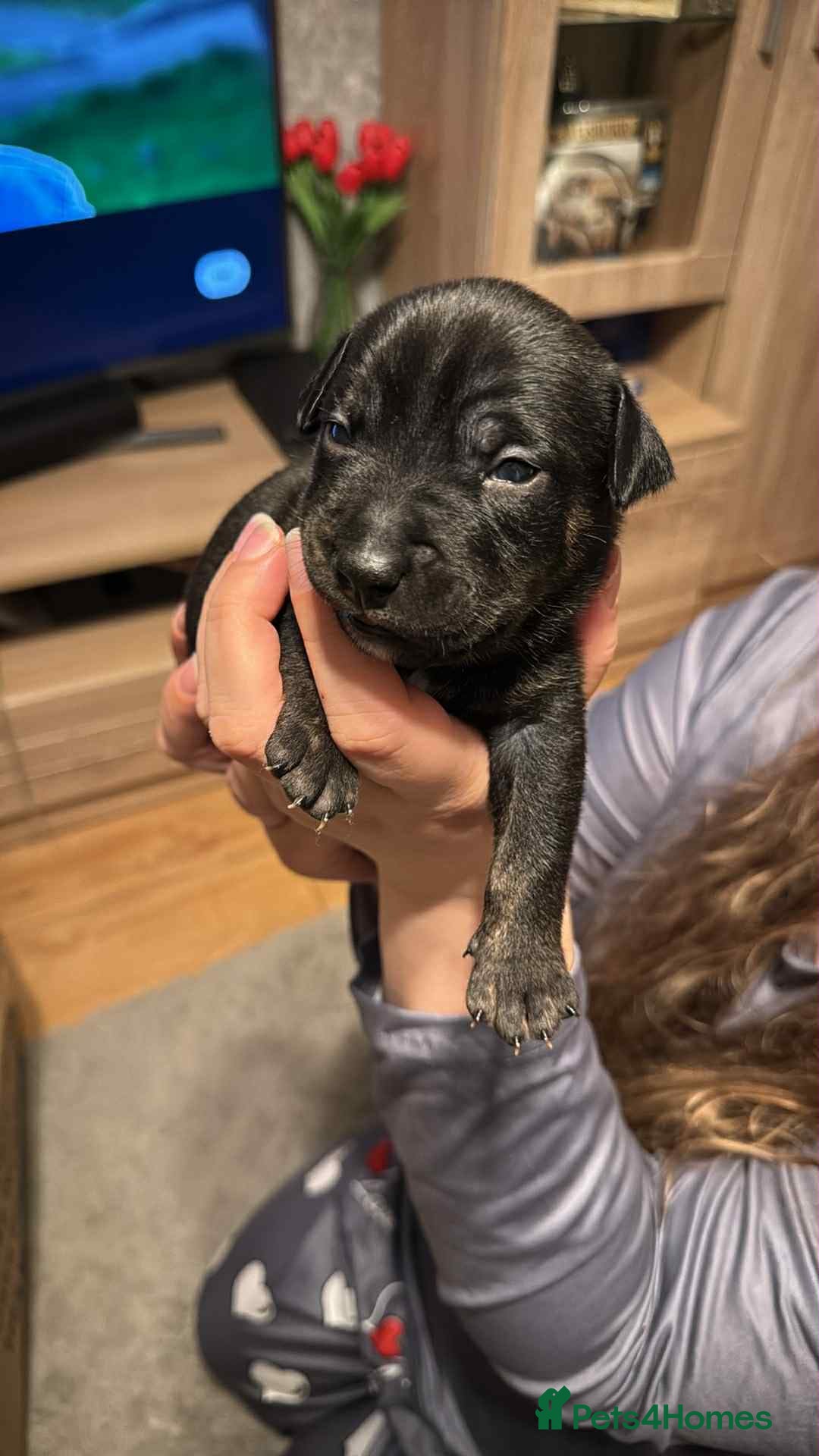 Staffordshire Bull Terrier dogs for sale: Amir  - Image 3