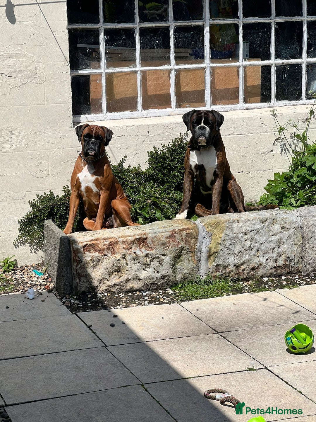 Boxer dogs for sale: Beautiful Pedigree Girls - Advert 12