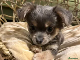 Chihuahua dogs Lilac Chihuahua - Rocky - Advert 2