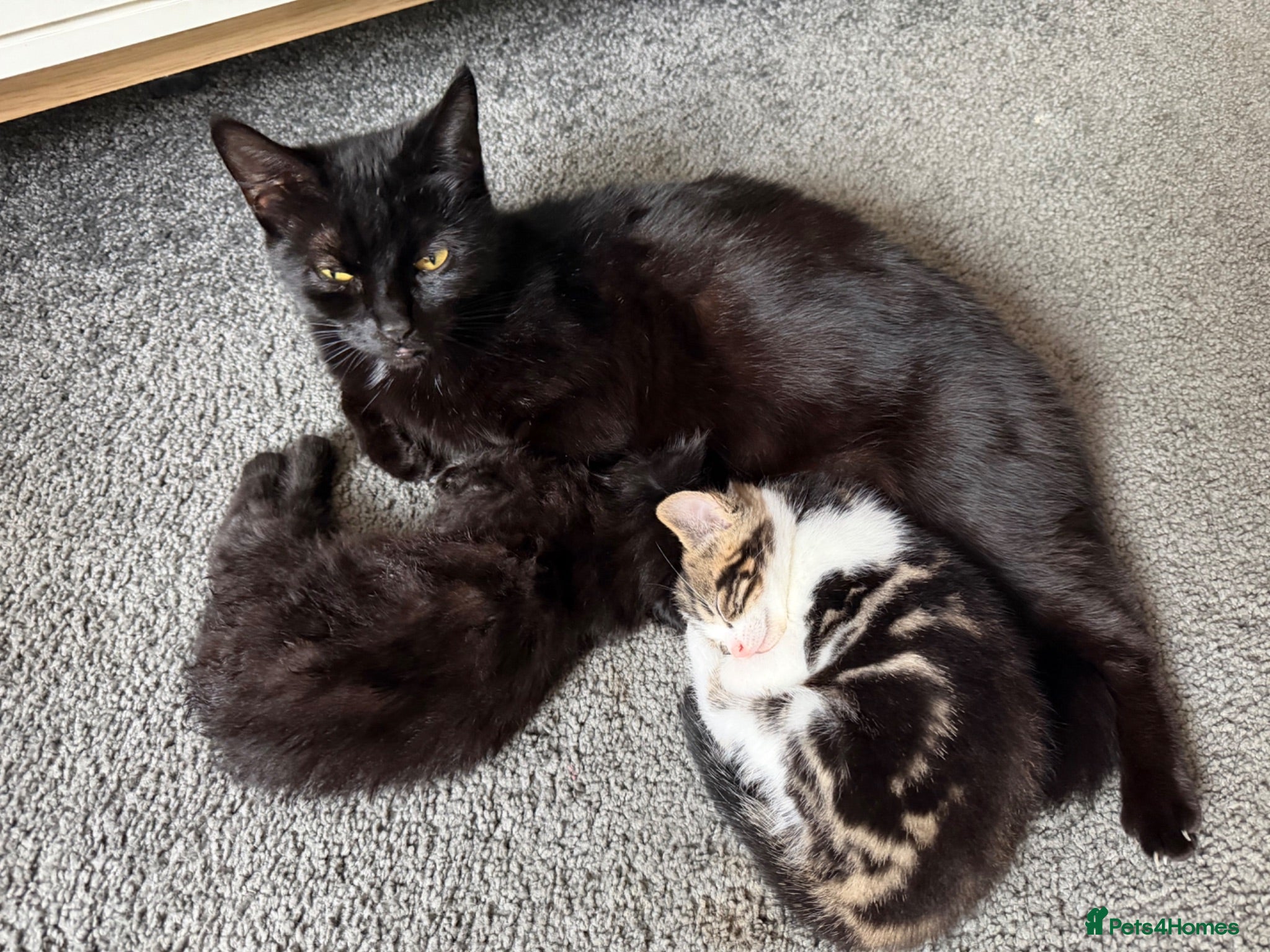 Mixed Breed cats Two beautiful kittens looking for their new homes - Advert 3