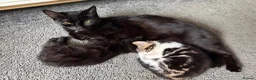 Mixed Breed cats for sale: Two beautiful kittens looking for their new homes in Newquay - Advert 1