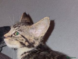 Mixed Breed cats Kittens ready for loving homes - Advert 1