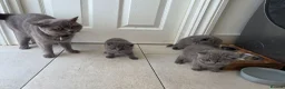 British Shorthair cats for sale: British shorthair for sale - Advert 10