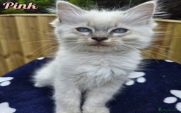 Ragdoll cats for sale: 🤍 STUNNING GCCF REGISTERED RAGDOLL KITTENS 🤍🤍 - Image 8