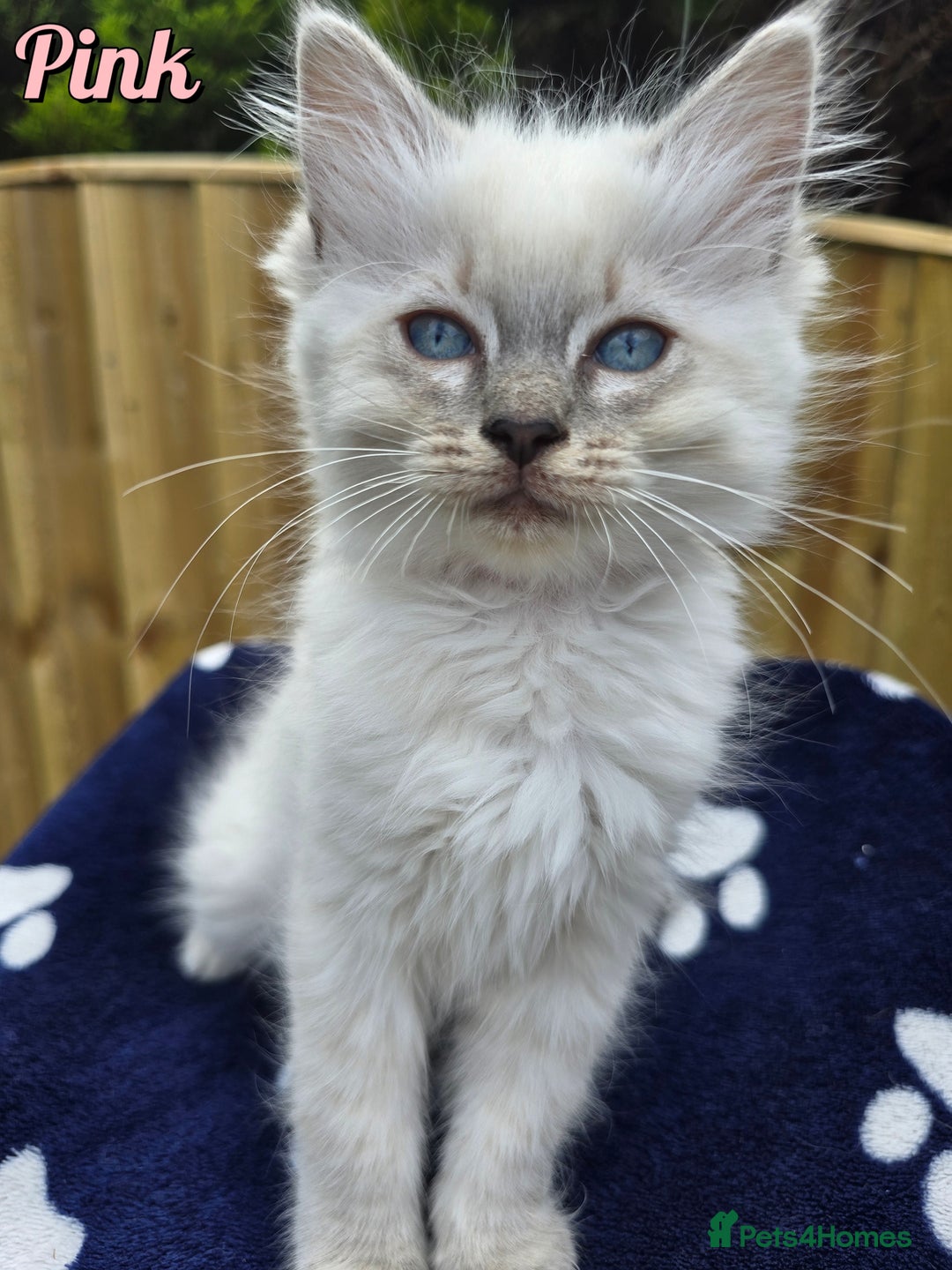Ragdoll cats for sale: 🤍 STUNNING GCCF REGISTERED RAGDOLL KITTENS 🤍🤍 - Image 8