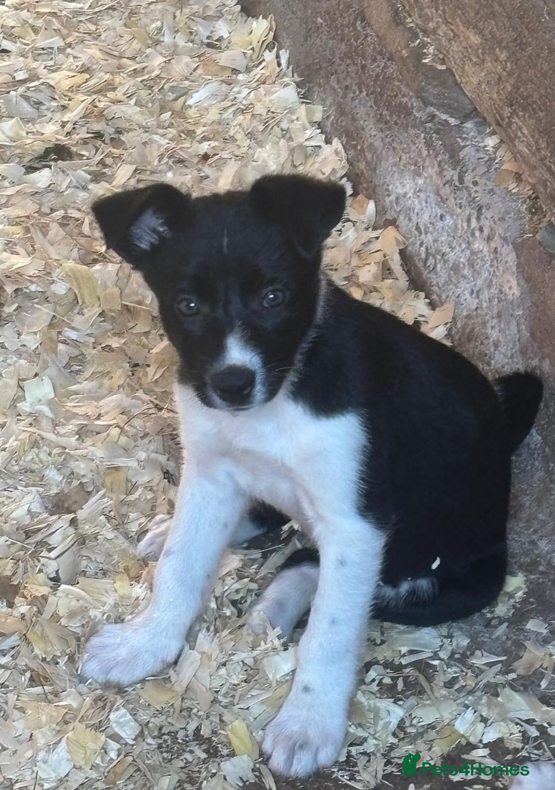 Border Collie dogs Border collie girl  - Advert 7