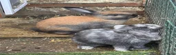 Mixed Breed rabbits for sale: French lop cross - Advert 5