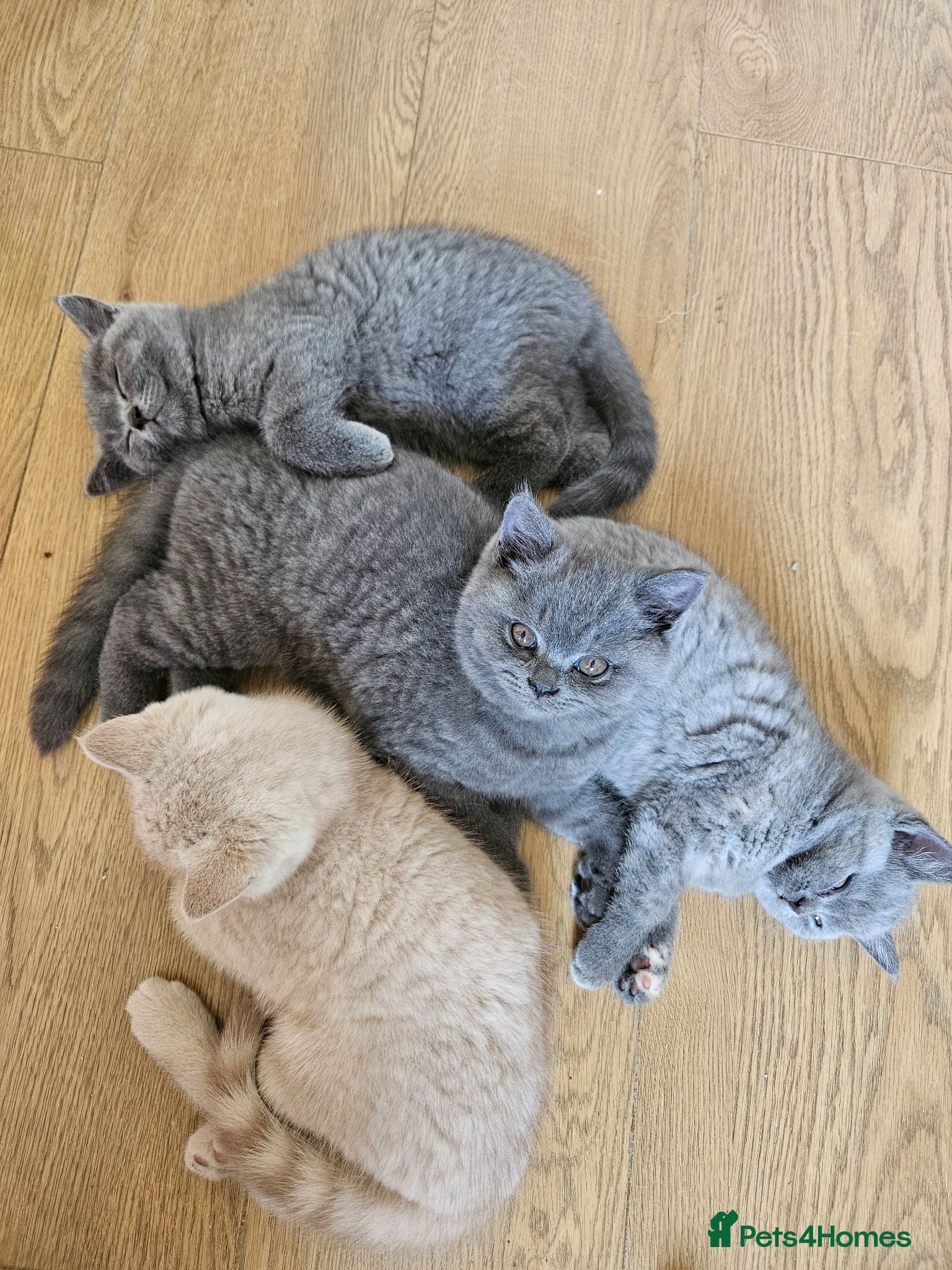 British Shorthair cats Champion lines British Shorthair kittens  - Advert 1