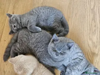 British Shorthair cats Champion lines British Shorthair kittens - Advert 1