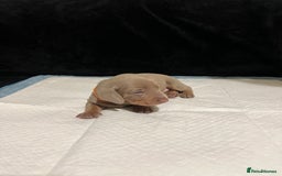 Dachshund dogs for sale:    🌈 Stunning Dachshund puppies 🌈  - Image 7