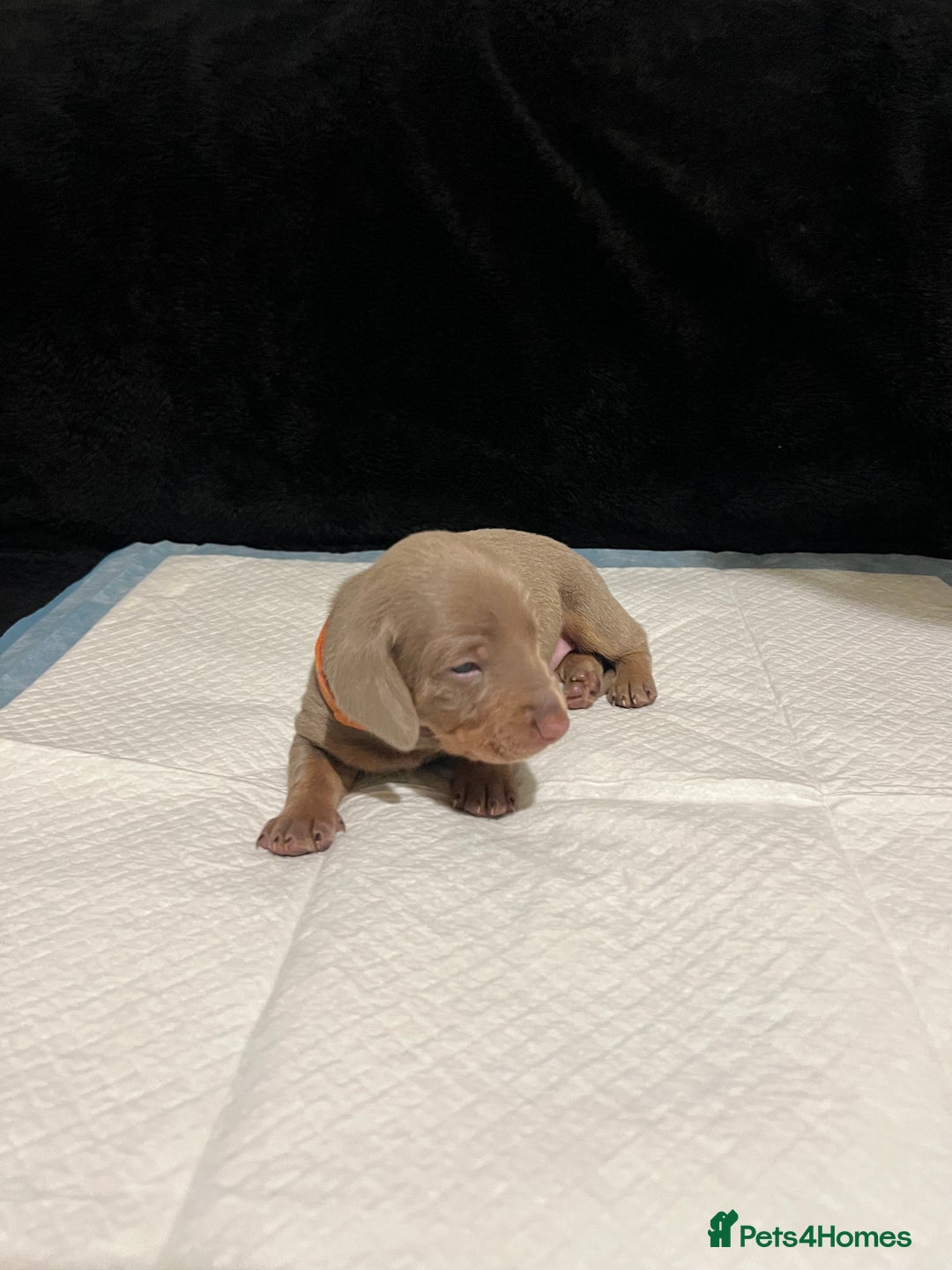Dachshund dogs for sale:    🌈 Stunning Dachshund puppies 🌈  - Image 7