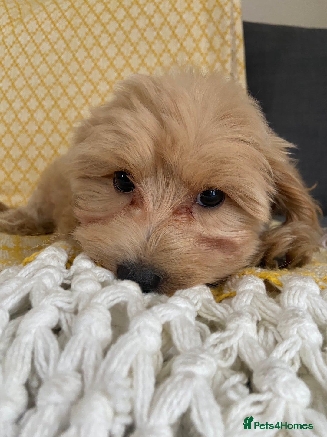 Maltipoo dogs for sale: WAITING LIST NOW OPEN Beautiful h/tested maltipoos - Image 8